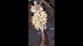Timelapse shows hundreds of valuable water bugs used for essential oils hatch