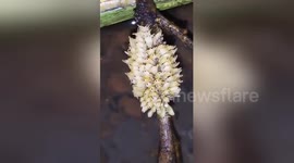 Timelapse shows hundreds of water bugs used for essential oils hatch