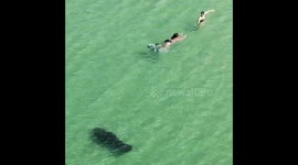 Manatee gives swimmers a shock and scares them back to shore in Florida
