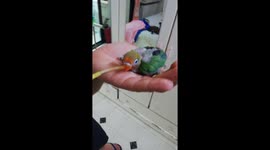 Feeding a small bied lost his parents