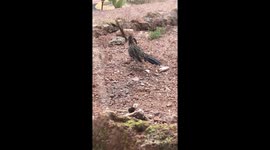 Watch this roadrunner bang a lizard around !