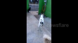 os doguinhos se divertindo no quintal