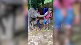 Cheeky elephant plants kiss on honeymooning man leaving him giggling in Phuket