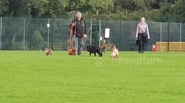Marley the pup meeting new friends