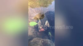 Mysterious whirlpool sucks leaves down into the depths below