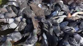Ravernous pigeons feeding in London park