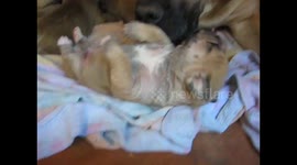 Cute dreaming and sneezing Puppy