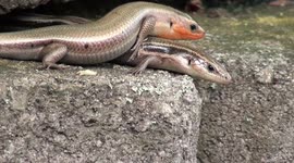 kinky skinks mating