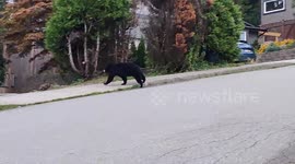 Bear spotted running through residential street in Canada