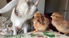 Dwarf goat babysits two tiny newborn chicks in Arizona