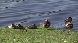 Spring is here! A family of bizarre, beautiful Pink-eared Ducks loafing together