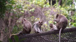 A misunderstanding amoung a group of monkeys, one monkey just wants a grooming, but he is slapped by another monkey because he thinks he wants to steal his food.