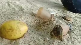 Hermit crabs use plastic bottle tops for shells after rival creatures snap up available homes