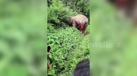Elephant is critically injured after being hit by a TRAIN in eastern India