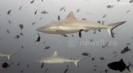 Most amazing shark dive ever recorded