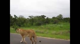 Injured pregnant lioness most probably by a Buffalo walking down the road in the Kruger National Park, South Africa.