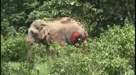 Shocking scenes as injured elephant crawls off after being struck by train in east India