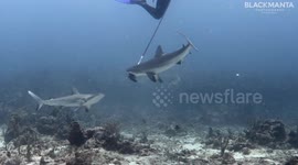 Shark attacks and steal Lionfish from spear fishing divers
