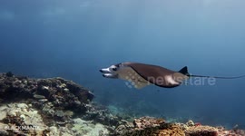Close call with Manta Ray