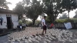 Farmer is able to control whole flock of ducks in satisfying display