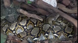 Python caught after trying to raid chicken coop and getting tangled in netting