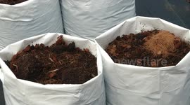 Thailand plants country's first legal cannabis plants which will harvest 2.5 tonnes for medicinal use
