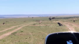 Vultures overwhelm a gazelle and kill her young calf