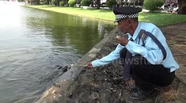 Caring security guard feeds lunch to wild turtles