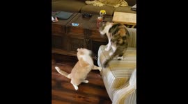 If Romeo & Juliet Were Cats