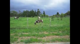 Is it a horse, Is it a cow?