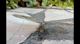 A dragon fly cleaning it's huge eyes! It looks like a fighter pilot get ready to fly.