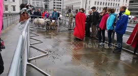 The annual sheep drive over London bridge