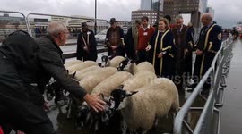The Annual Sheep Drive Over London Bridge