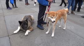 Japan Matsuri 2019 visitors enjoy Japanese Akitas in Trafalgar Square  - London on Sunday 29 September