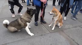 Japan Matsuri 2019 - Pomeranian puppy wants to be friends with Japanese Akitas in Trafalgar Square
