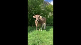 Vaca rescatada ha parido