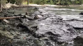 Algae turns waters of Lake Ontario black with sludge