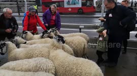 Small Boy Encounters Sheep At The Annual London Sheep Drive