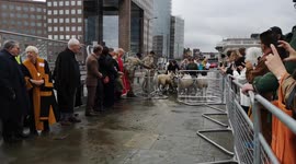The Annual London Sheep Drive Over Tower Bridge