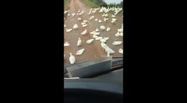 The driver was blocked by dozens of ducks lying on the road