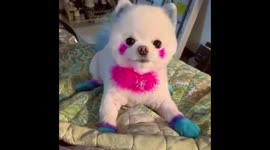 Chewy Scamming Momma for a T. R. E. A. T. After Having Just Gotten a T. R. E. A. T.