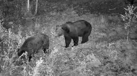 Hilarious! Bear scaring the boar