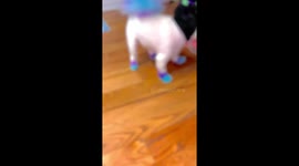 Every Pet on Halloween - By Chewy the Pom
