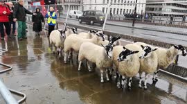 Flock of sheep led over London Bridge in centuries-old tradition