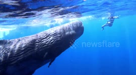 Instagram influencer has incredible close encounter with a baby sperm whale in the Indian Ocean