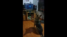 This dog loves to watch its favourite movie on TV in Vietnam