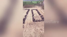 Farmer manages to form the number 70 out of chickens to celebrate China's upcoming National Day