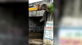 Rookie rescuers almost kill crocodile while trying to capture it with earthmover in India