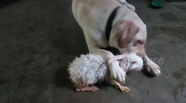 Dog and rabbit become unlikely friends at home in east India