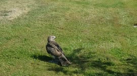 Close encounter with hawk that just caught a prey